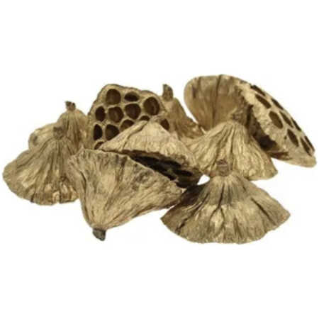 Christmas Gold Lotus Head