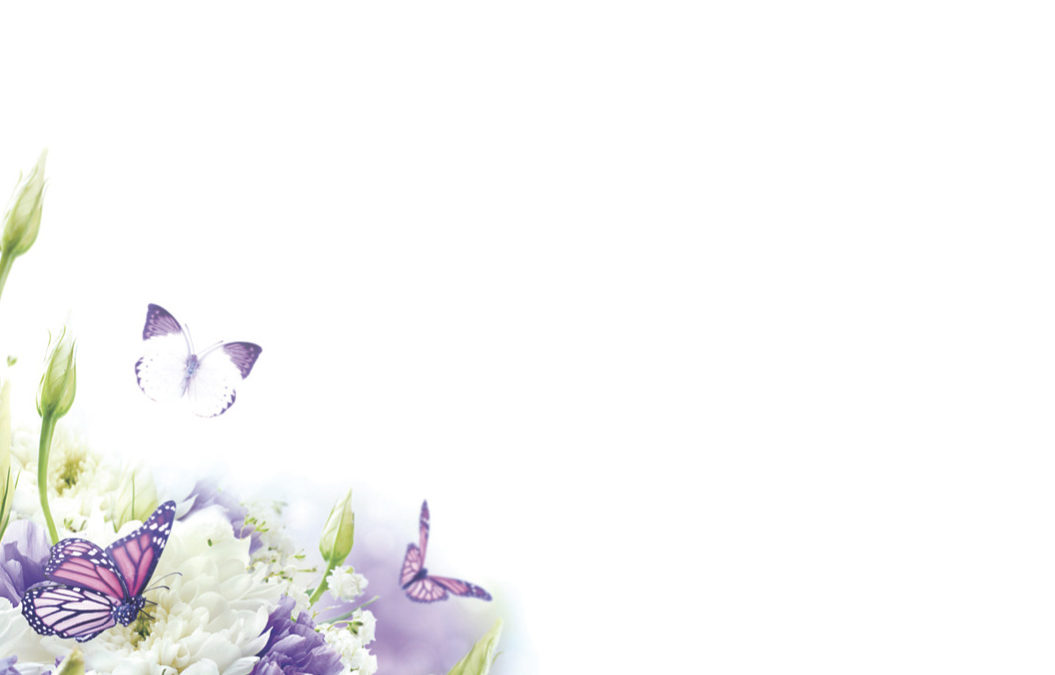 Small Plain Card - Butterflies, The Baggery Sundries UK Ltd Small Plain Card - Butterflies