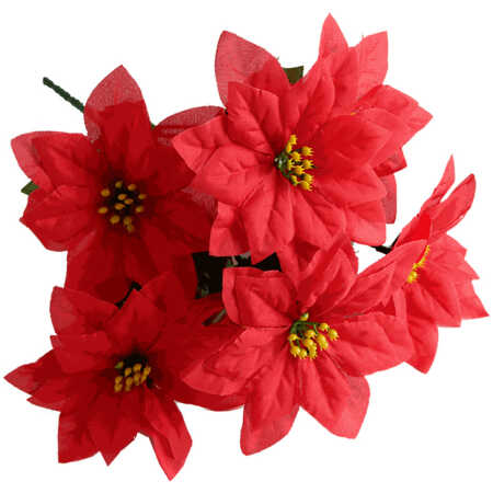 Poinsettia Bush