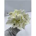 Christmas Amaryllis Stem - Cream