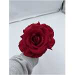 Christmas Velvet Rose - Red