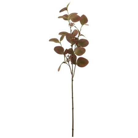 75cm Seeding Eucalyptus