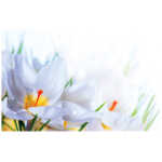 Small Plain Card