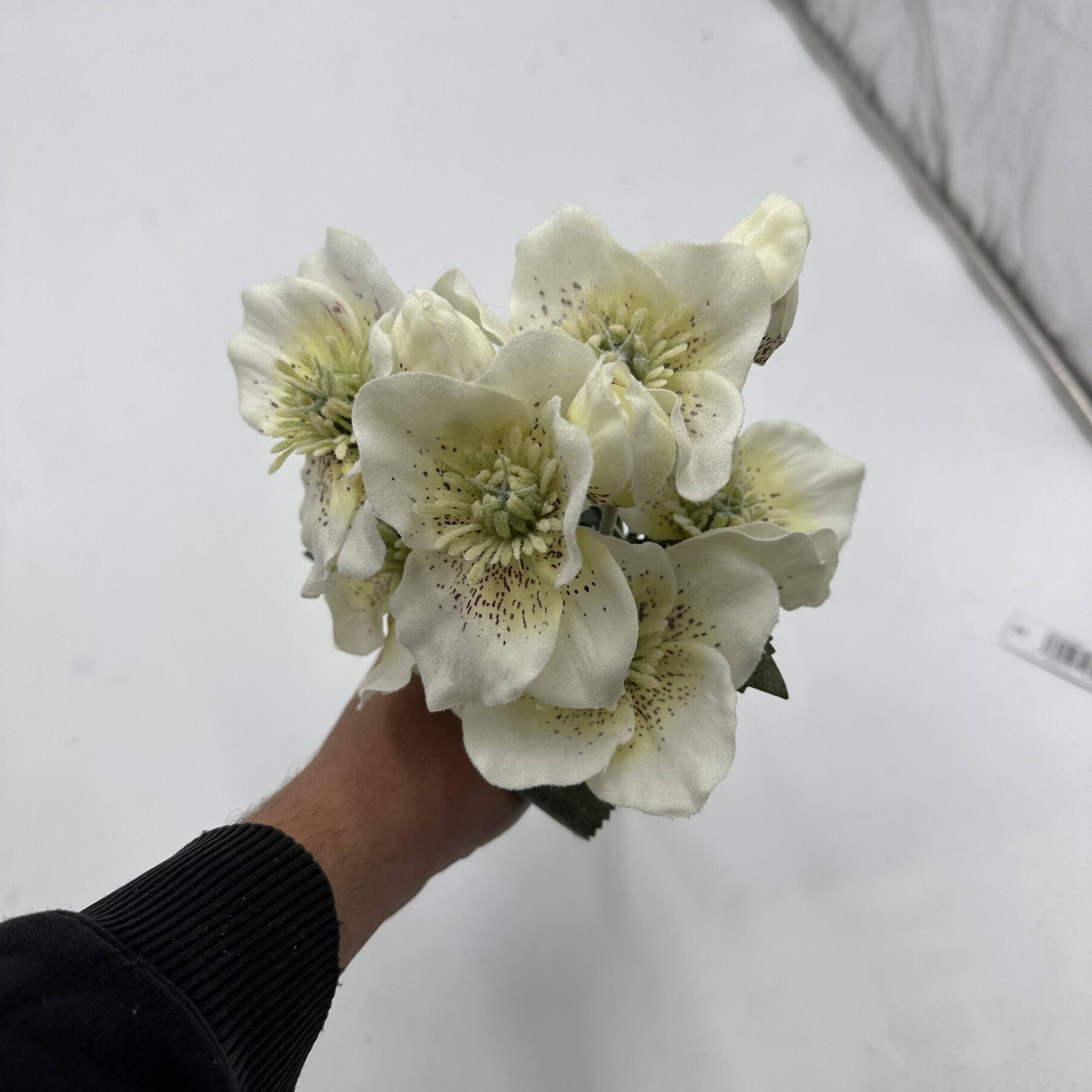 Christmas - Cream Frosted 34cm Helebores X 3 Hand Tied, The Baggery Sundries UK Ltd Christmas - Cream Frosted 34cm Helebores X 3 Hand Tied