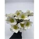 Christmas - 41cm Helebores