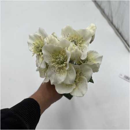 Christmas - Cream Frosted 34cm Helebores X 3 Hand Tied