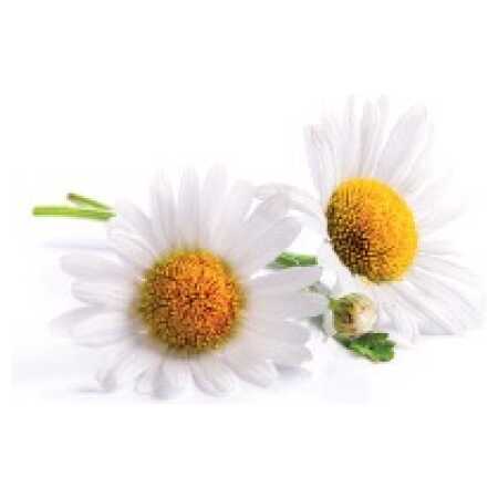Large - Plain Daisies