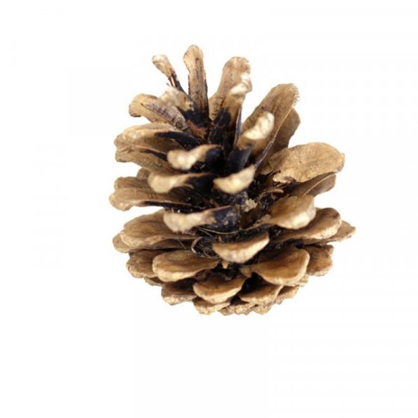5kg Austriaca Cones - Bagged. Dried Austracia Cones make great table decoration or can even be used as a vase filler. Perfect for Christmas wreaths or displays.