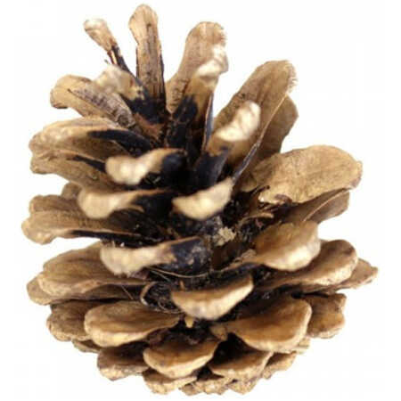 5kg Austriaca Cones (Bagged)