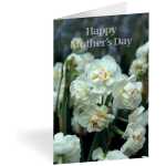 Folded Card - Happy Mother's Day - Narcissus- Pk25