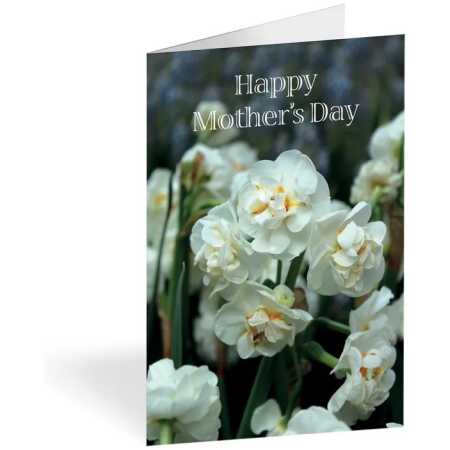 Folded Card - Happy Mother's Day - Narcissus- Pk25