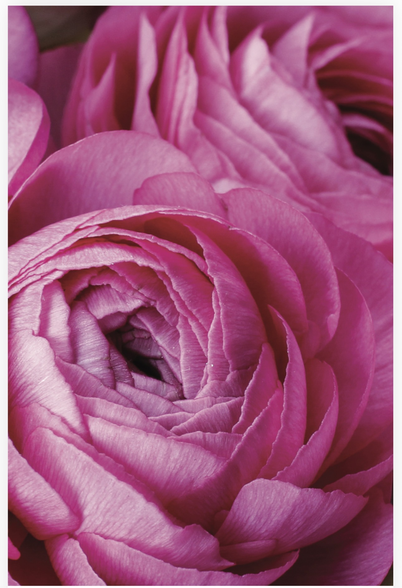 Folded Vintage Flowers, The Baggery Sundries UK Ltd Folded Vintage Flowers