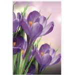 Folded Spring Crocus