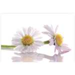 Folded Daisies