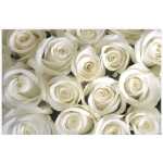 Folded Cream Rose