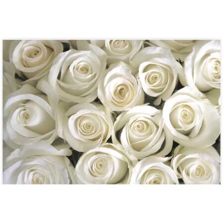 Folded Cream Rose