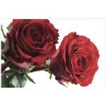 Folded Red Roses