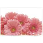 Folded Pink Gerbera