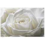 Folded Single White Rose