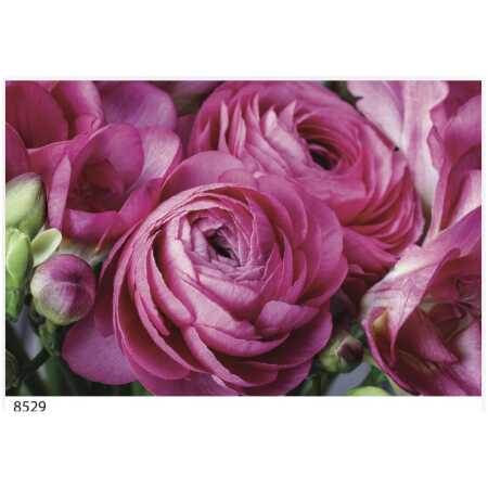 Folded Pink Fresia