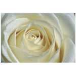 Folded Cream Rose