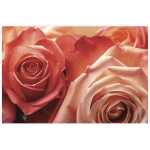 Folded Peach & Red Roses