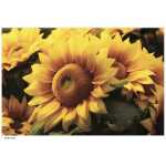 Folded Natural Yellow Sunflower