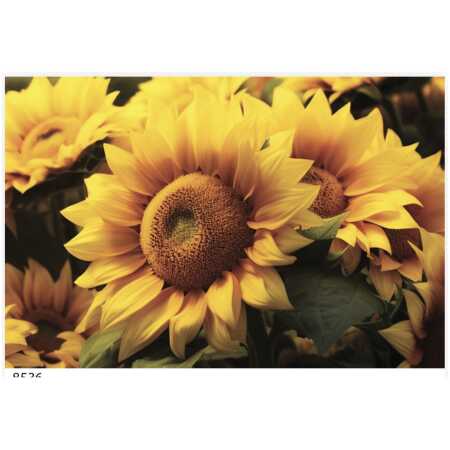 Folded Natural Yellow Sunflower