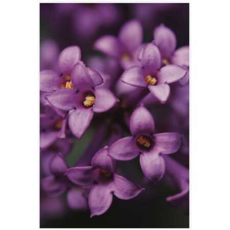 Folded Lilac Daphne Bholua