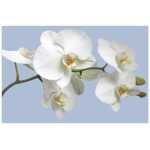 Folded A Tender White Orchid