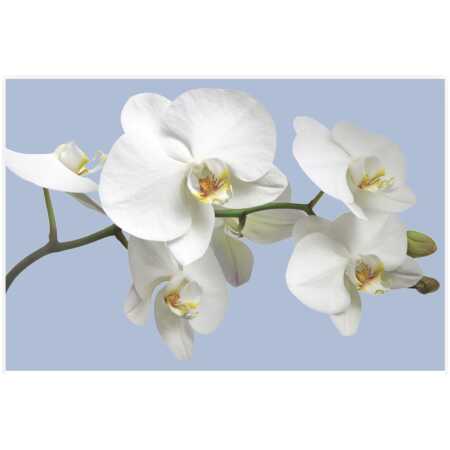 Folded A Tender White Orchid