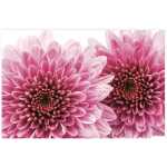 Folded Chrysanthemum Flower