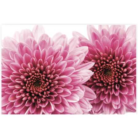 Folded Chrysanthemum Flower