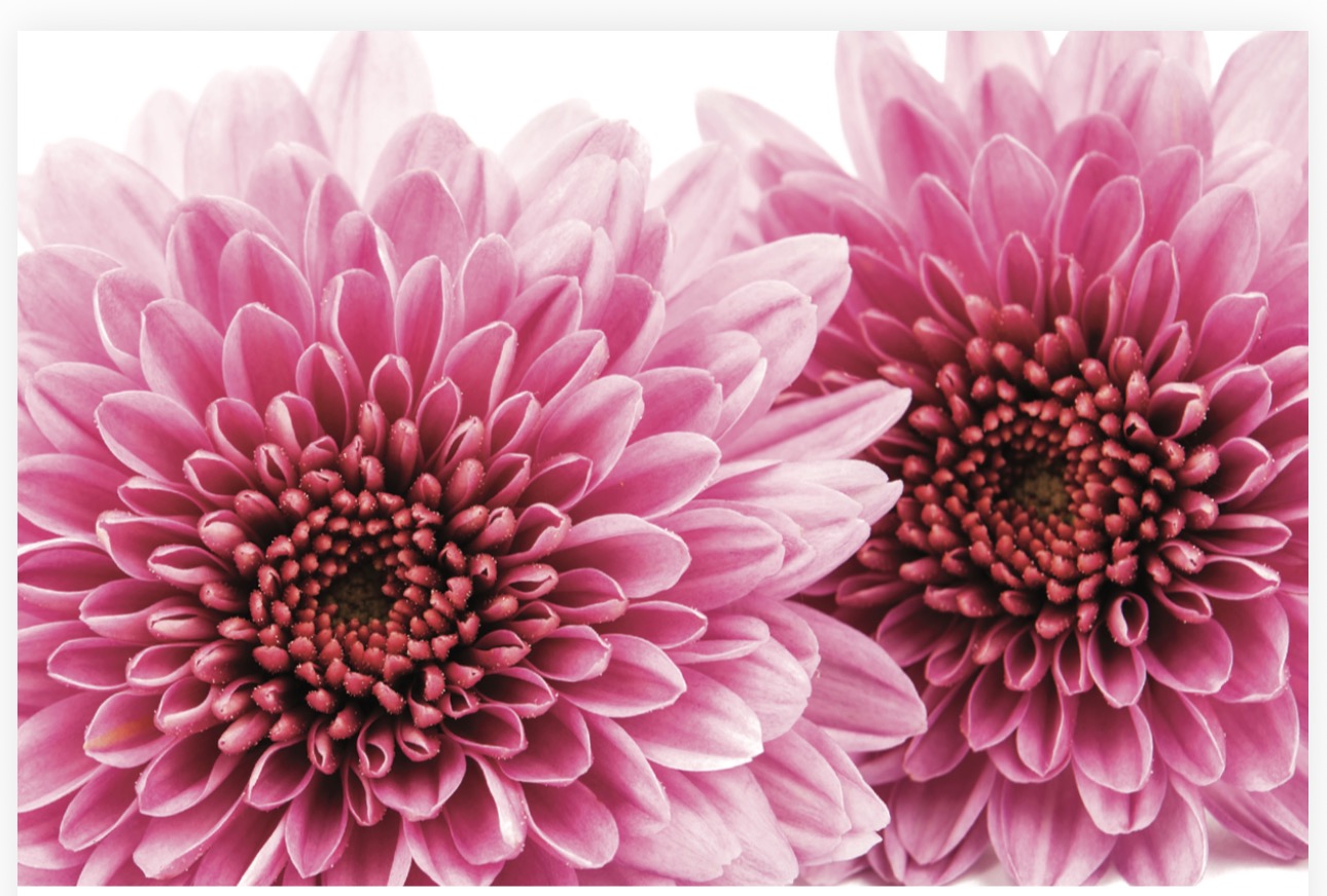 Folded Vintage Flowers, The Baggery Sundries UK Ltd Folded Vintage Flowers
