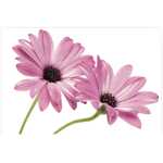 Folded Cape Daisy Flower Flower Isolated