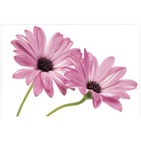 Folded Cape Daisy Flower Flower Isolated