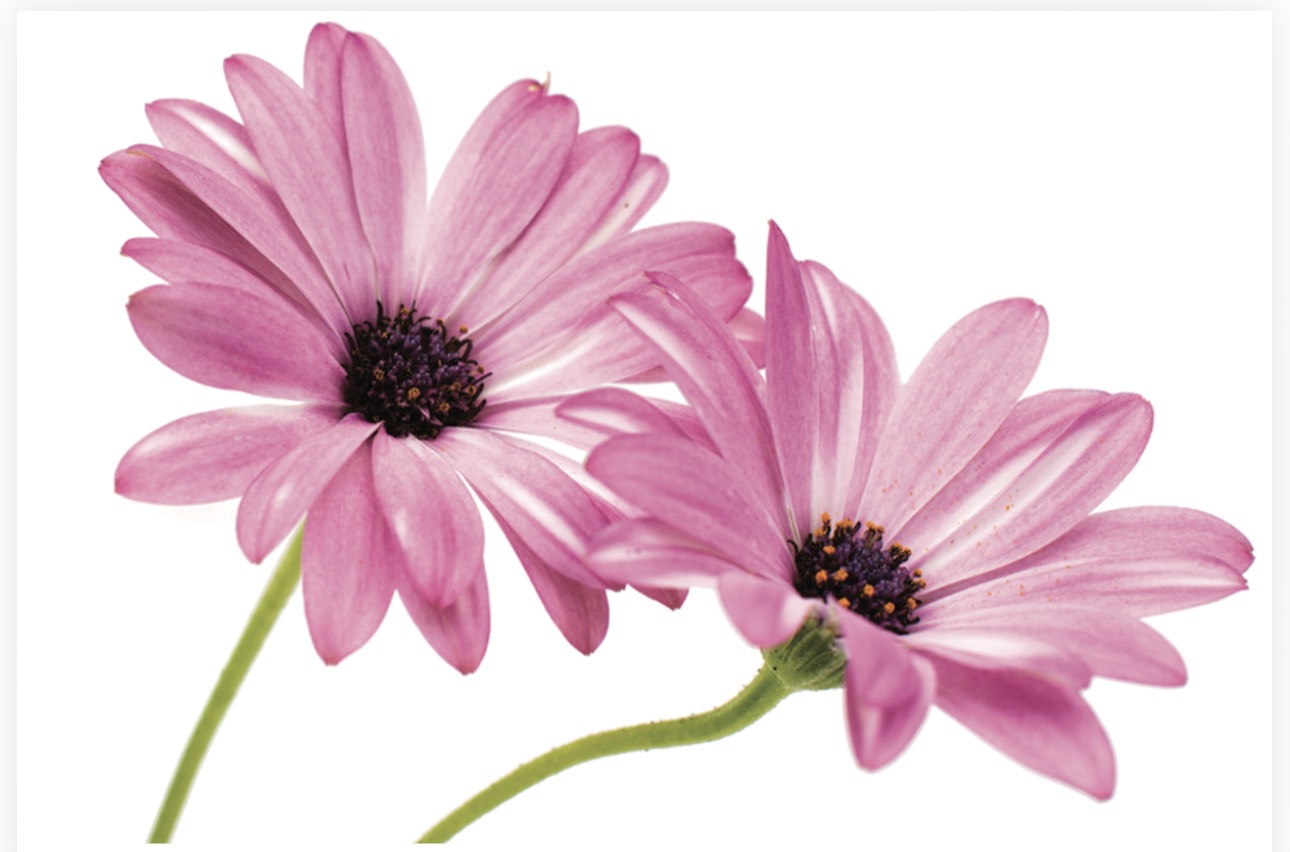 Folded Vintage Flowers, The Baggery Sundries UK Ltd Folded Vintage Flowers