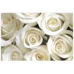 Folded White Roses