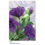 Folded Eustoma