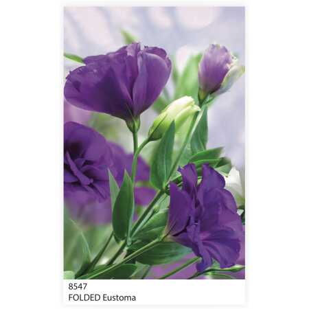 Folded Eustoma
