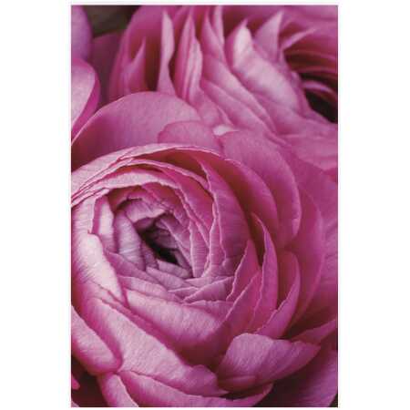 Folded Unfurling Fresia