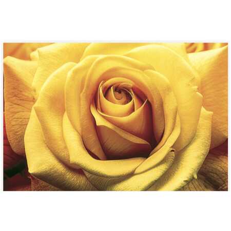 Folded Yellow Rose