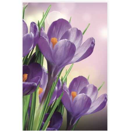 Folded Spring Crocus
