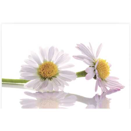 Folded Daisies
