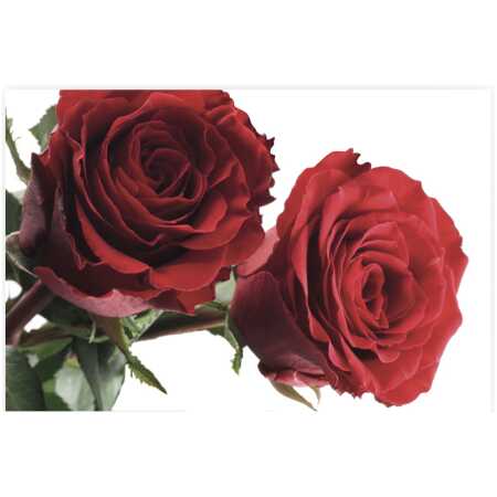 Folded Red Roses