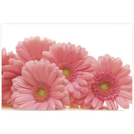 Folded Pink Gerbera