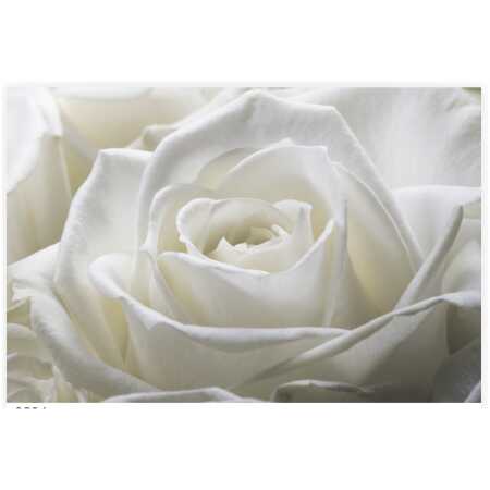 Folded Single White Rose