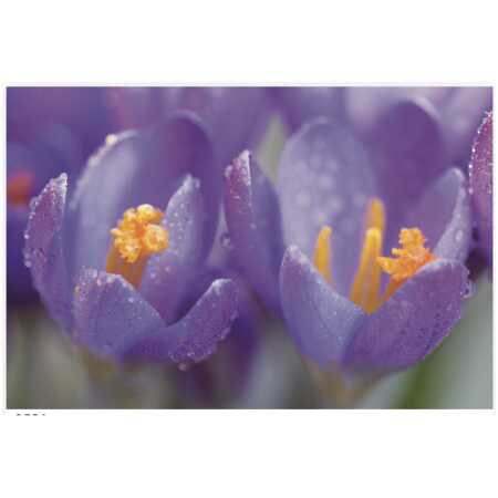 Folded Mauve Crocus